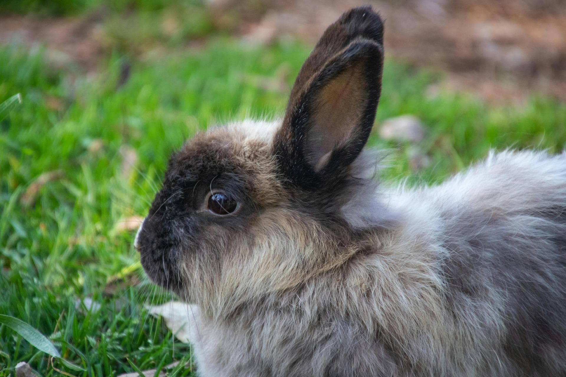 Follow-up Vet Appointment Prices in Walsall