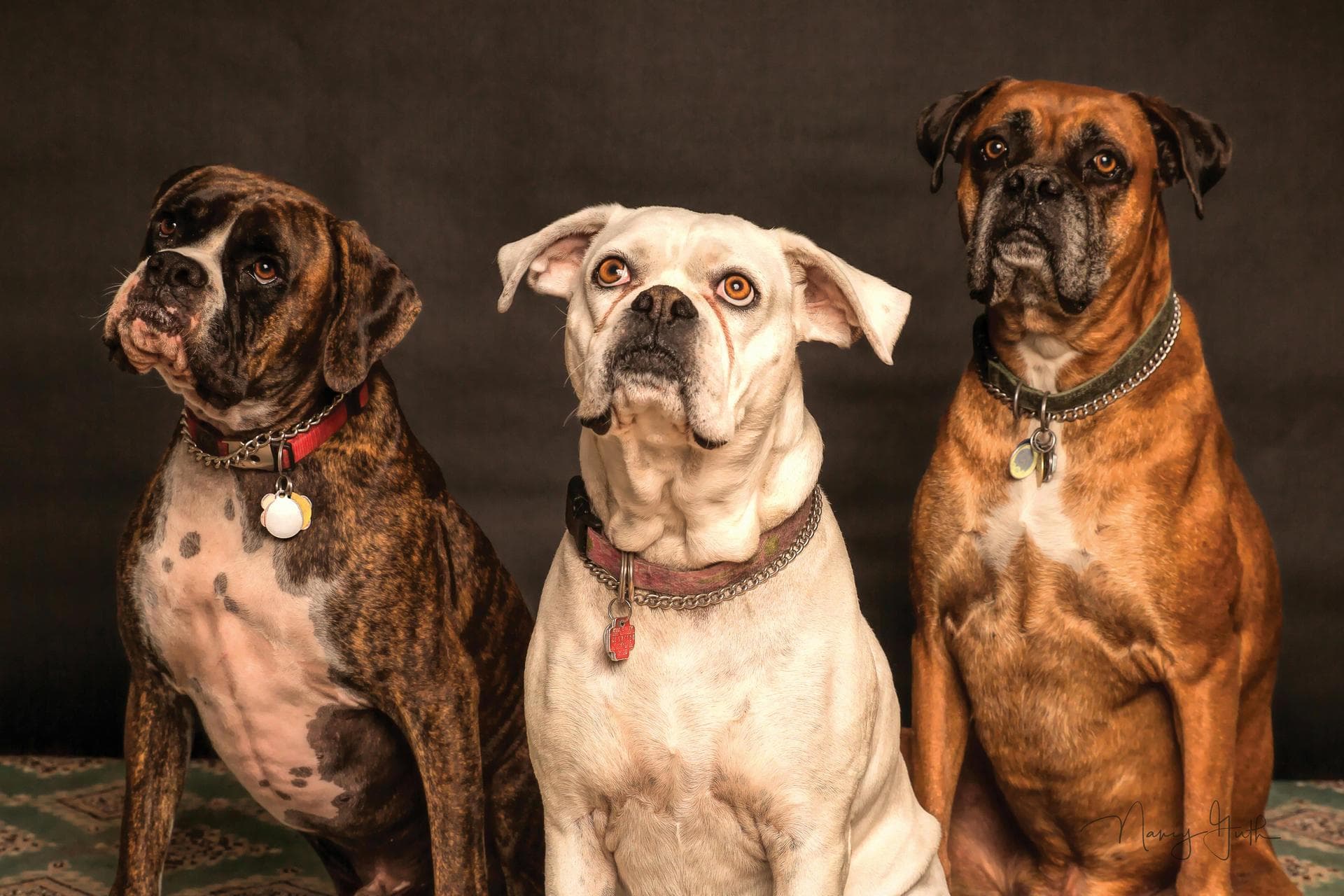 Dog Spay Castrate Neutering Prices in Walsall