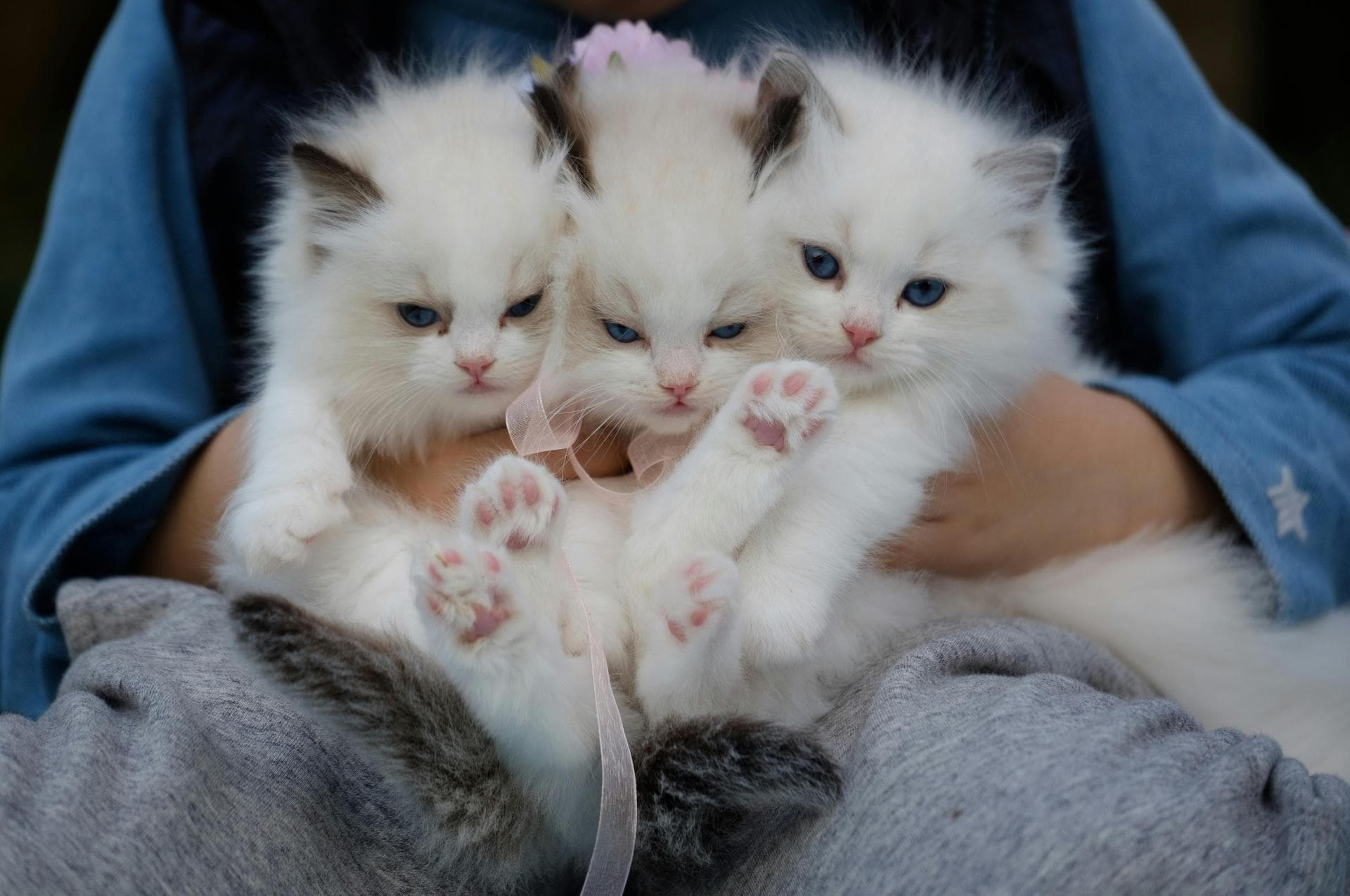 Cat Kitten Vaccinations Feline Leukaemia Prices in Walsall