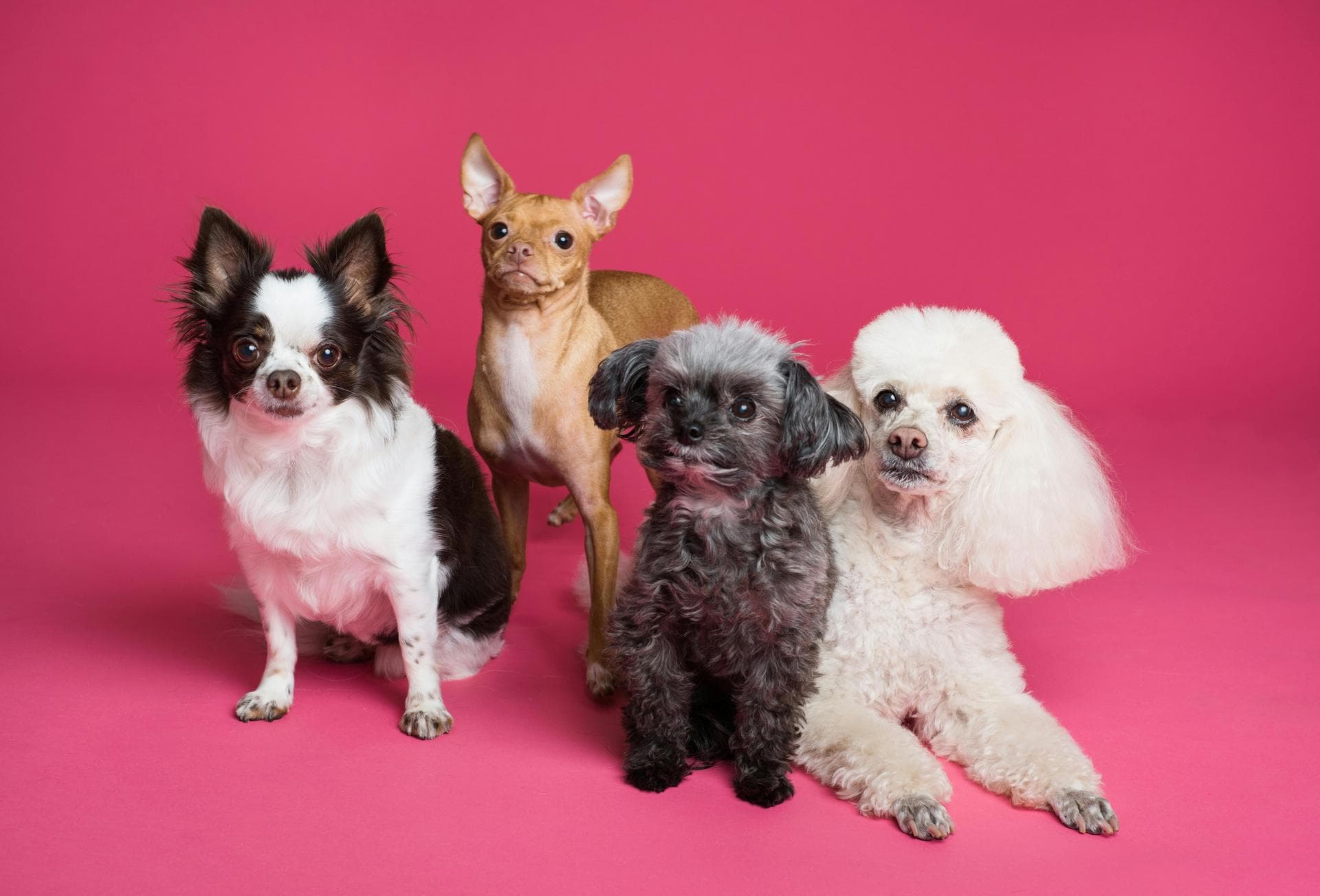 Keyhole Spay Prices in Walsall