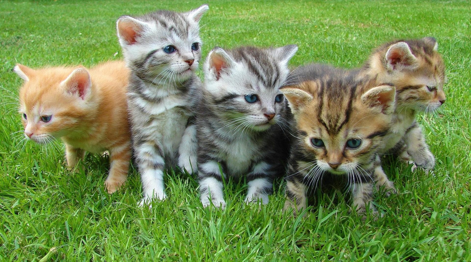 Cat Euthanasia Put Down Prices in Walsall
