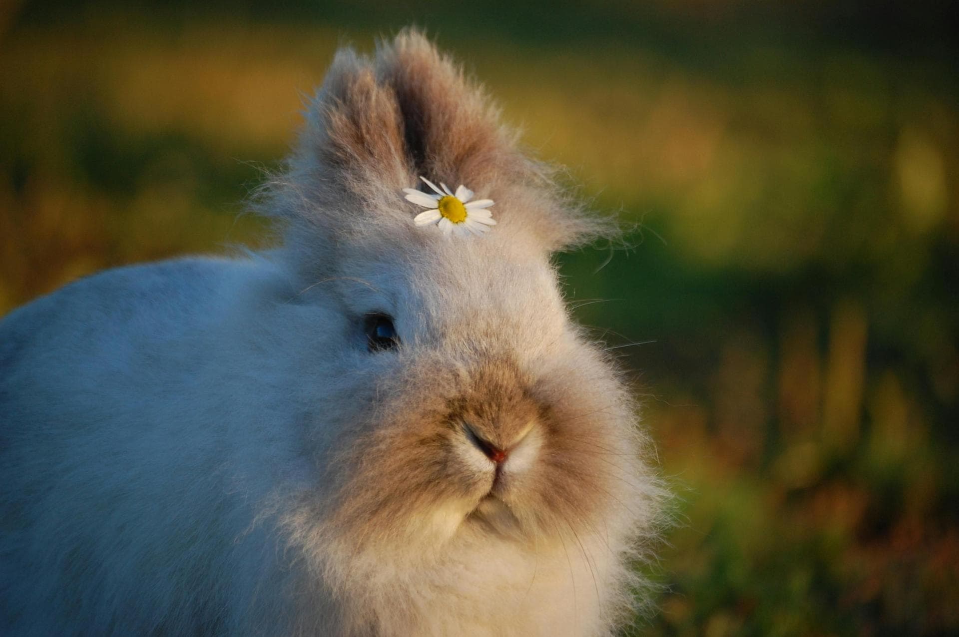 Combined Myxomatosis & VHD Vaccination Prices in Walsall