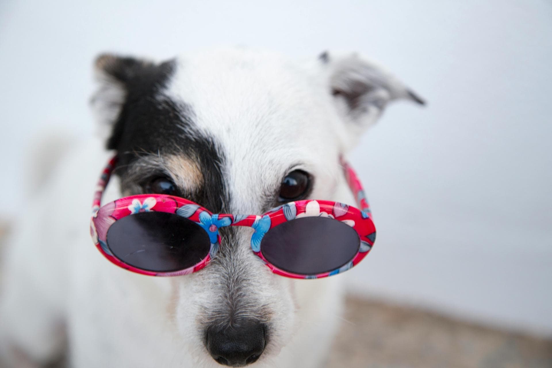 Dog Neutering Prices in Walsall